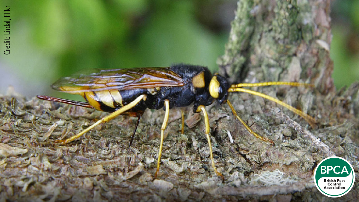 Wood wasp Siricidae giant horntail identification UK Wood wasp Siricidae giant horntail identification UK